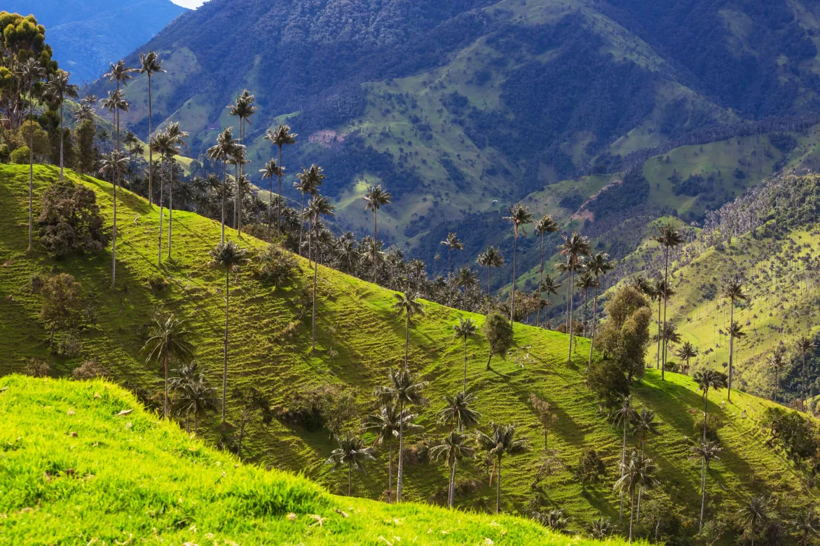 Cocora Tal, Kolumbien