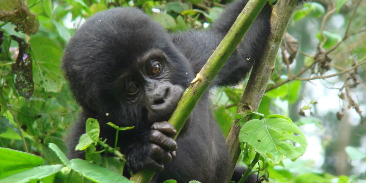 Uganda, Afrika